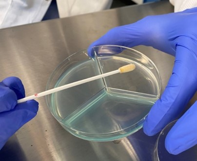 streaking the collection swab on the  - Tri-Plate